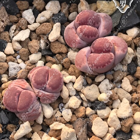 紫福来 紫苑 1年 2年 3-5年 紫李夫人生石花多肉屁股花 多肉植物