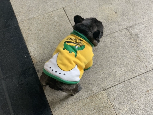 Утепленная толстовка, демисезонный удерживающий тепло крокодил, домашний питомец, осенний сезон