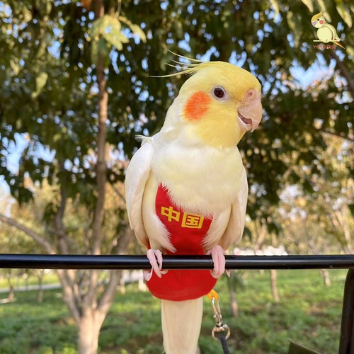 Одежда попугай Сюанфенг дерьмо, карман, утолщенный и теплый над зимней мочой, сыростью, индивидуальной пиони -тигр кожаная полета.