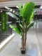 2,0 метра трех выстрелов Большое банановое дерево+горшок
