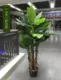 1,8 метра трех выстрелов банановые деревья+горшки
