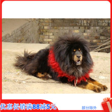 Второй уровень тибетский мастиф ошейник тибетский ручной работы як шерсть тибетский мастиф ловушка для домашних животных