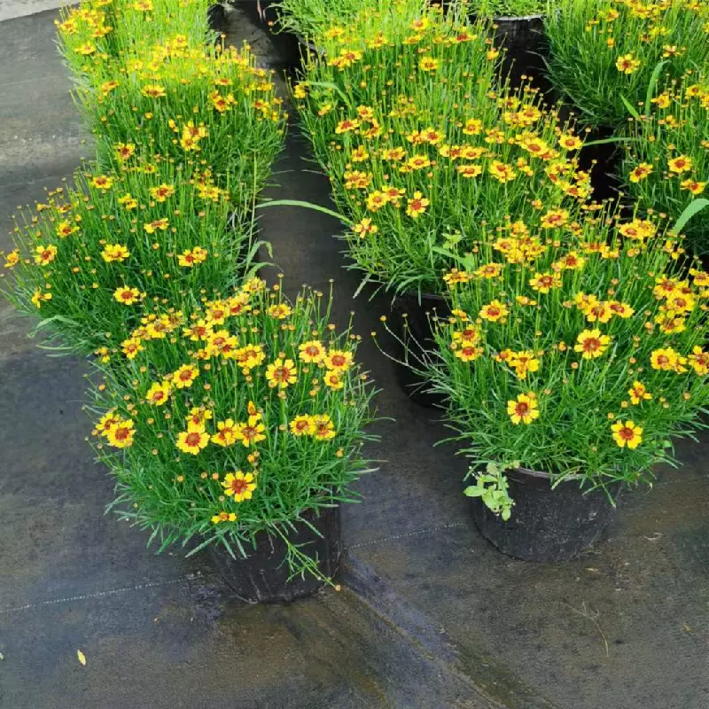 女王竹盆栽植物新款客厅办公桌绿植花卉多年生好养活耐阴