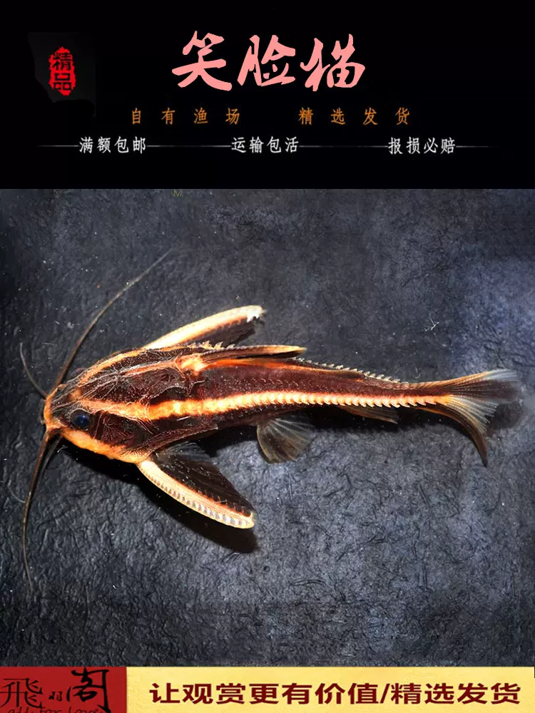 古代蝴蝶魚飛蝶魚紅龍大型熱帶魚淡水缸小型上層魚進口稀有魚活體 Taobao