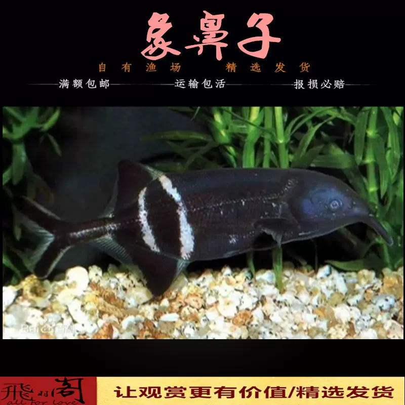 古代蝴蝶魚飛蝶魚紅龍大型熱帶魚淡水缸小型上層魚進口稀有魚活體