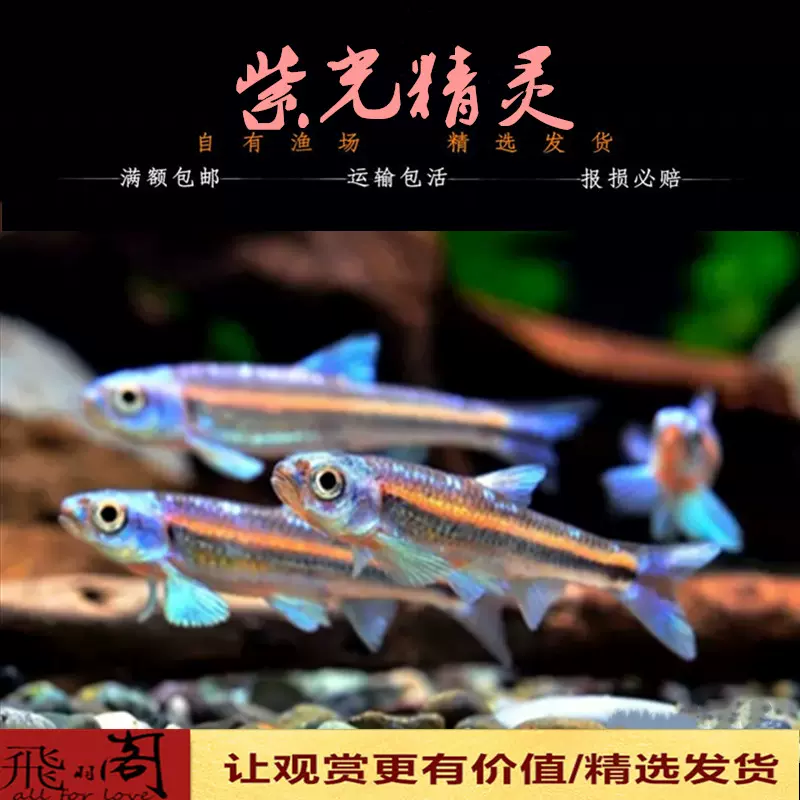 古代蝴蝶魚飛蝶魚紅龍大型熱帶魚淡水缸小型上層魚進口稀有魚活體