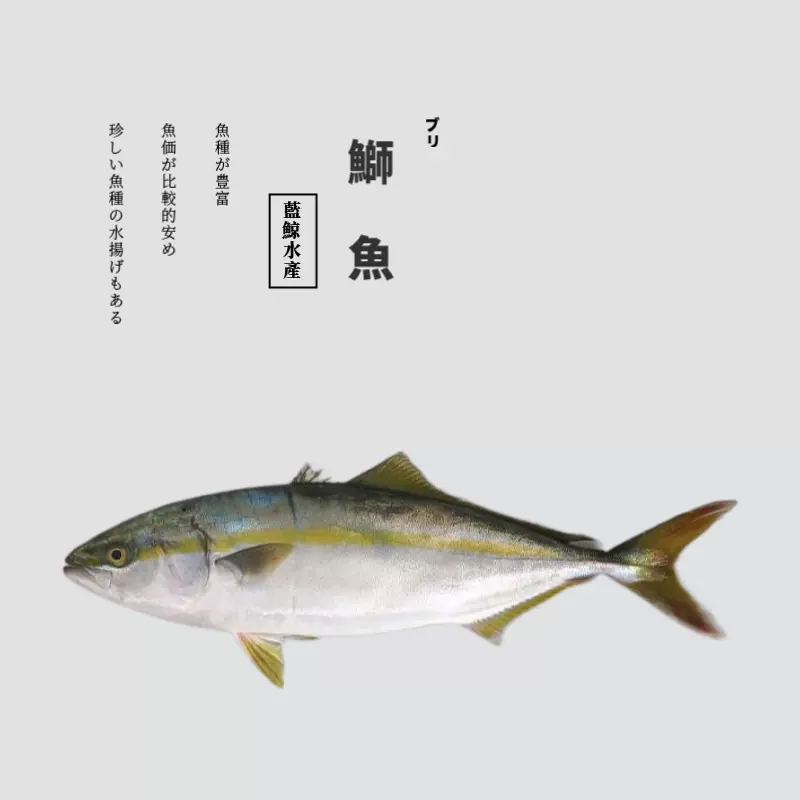 斤 真鲷天然鲜活深海鲜日料刺身生鱼片冰鲜超低温樱花鲷加吉鱼