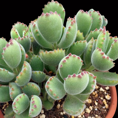 绿熊肉肉植物水蜜桃多肉植物老桩 熊童子多肉植物包邮多肉 熊童子