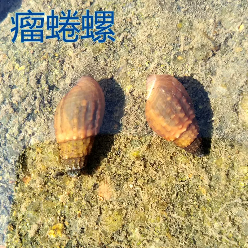 淡水贻贝瓜子蚌河蚌活体河贝过滤藻类净化水质水族观赏河蚌