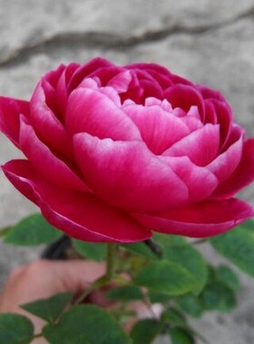 欧月新品 魅力瑟格萨月季花苗 多季开花法国灌木桃红中香非常抗病