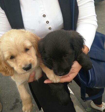 出售活体可卡串串/金毛串串/可卡幼犬串串/小土狗幼犬活体 包活