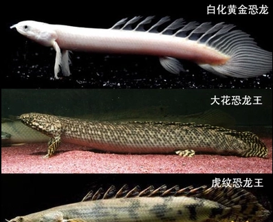 古代蝴蝶魚小型魚觀賞淡水魚熱帶魚上層活體水族魚古代蝴蝶魚