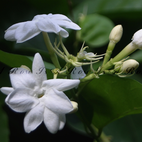 爱逛街为您找到小花茉莉相关的宝贝,您可以在下面的板块中挑选喜欢的