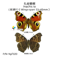 Peacock I Butterfly inachis io сухой -Образец бабочки -бабочки.