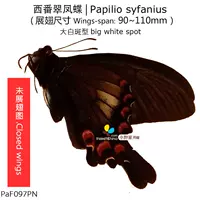 Xifan Cui Phoenix Butterfly Ono's Butterfly A1 Качество не желая крыла