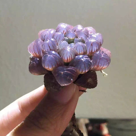 多肉植物 玉露 大窗 紫姬玉露 实生 图一图二出状态图