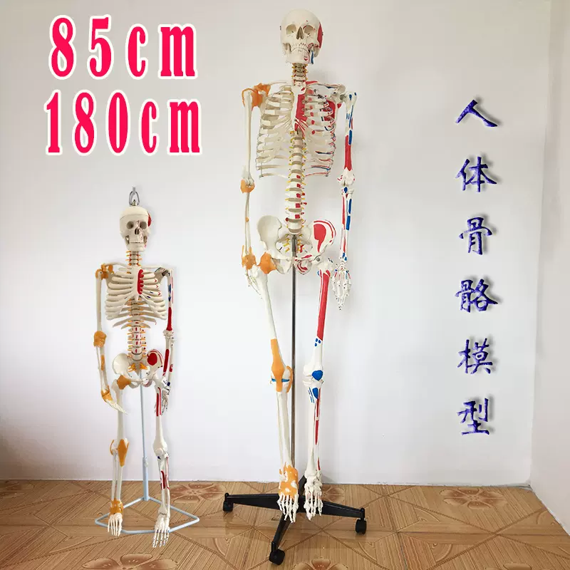 人體骨骼模型骨架45cm85血管神經肌肉迷你小椎間盤醫用20教學解剖-Taobao