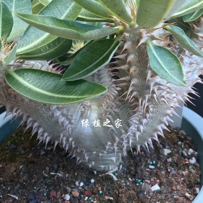 办公绿植夹竹桃科棒槌树属西巴女王之玉栉实生阳台一物一拍