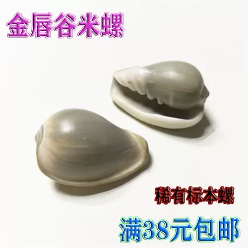 Натуральная раковина раковина Золотая губная долина Редкий образец редкий образец из улитки рыбная аквариум -ландшафтный ландшафтный материал для микро -дрейфующей бутылки