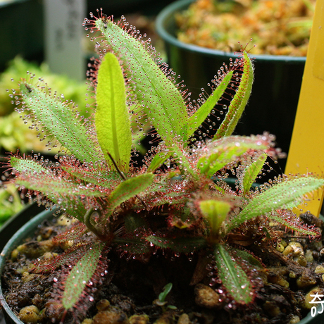 食虫植物-阿帝露茅膏菜【大型茅膏菜/新手推荐】
