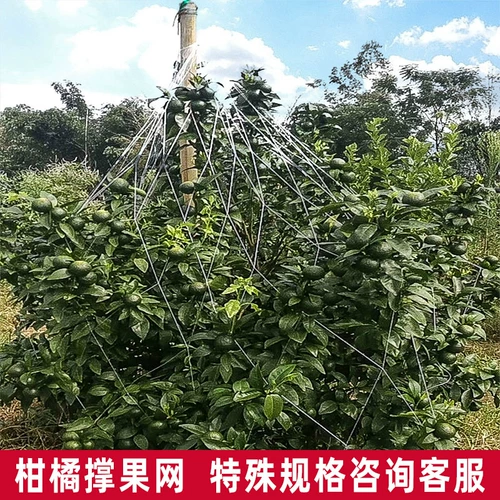 Wo Citrus arange Fruit Fruet Network Цитрусовая сеть Wo Citrus Candida Fruit Network Цитрусовая сеть фруктов фрукты фрукты сеть сельскохозяйственная сеть