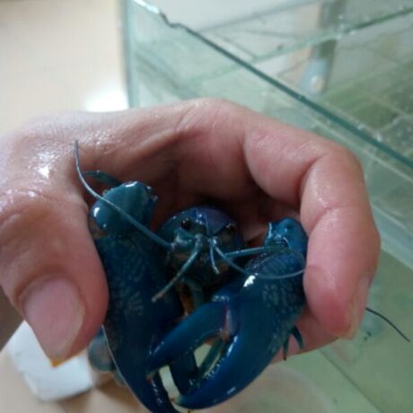 纯人工天空蓝魔虾鳌虾5厘米报损.4只包邮3只邮费5元.1-2只邮费12