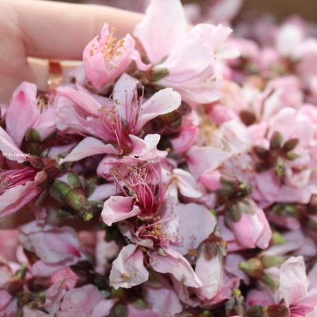 爱逛街为您找到桃花纯露相关的宝贝,您可以在下面的板块中挑选喜欢的