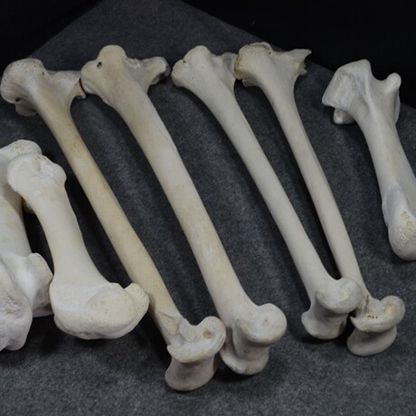 脱脂去油鸵鸟腿骨无异味不发霉不变质