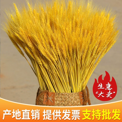 [麦穗干花金色天然小麦大麦花束桶开业花篮花瓶摄影插花装饰摆件]
