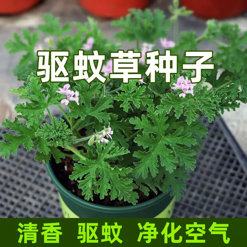 中药材黄连种子鸡爪连川黄连500克包邮种苗树种