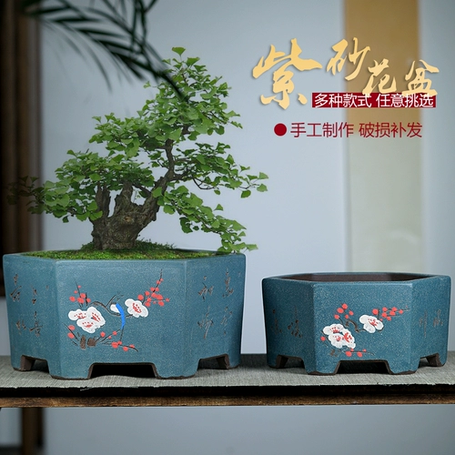 Yixing Zisha Boutique Grand Merchants шесть горшечных популярных гостиной золотой цветок сливы Blossoms Chin Luo Han Songyan Tree Basin