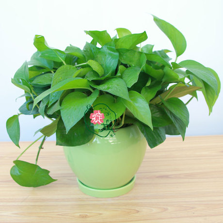 爱逛街为您找到绿萝吊兰相关的宝贝,您可以在下面的板块中挑选喜欢的