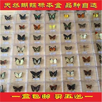 Новый образ образец образец для обучения для обучения бабочки с крыльями