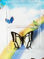 Sopht 蛱 大 大 7 см.