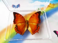 Хелабальная бабочка 7 см