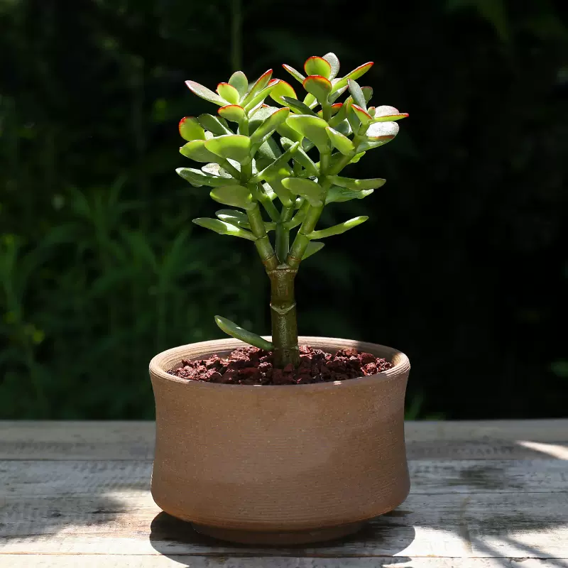新花月锦盆栽老桩红边玉树多肉植物黄金花月锦植物三色大叶玉树锦 Taobao