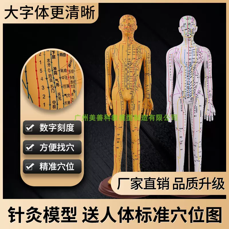 中医针灸穴位人体模型超清晰十二经络小皮人人体针灸模型男女模型-Taobao