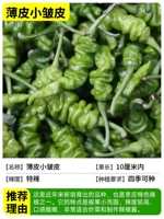 3 небольших морщинистых саженца перца [мясистые и острые]