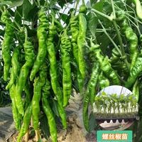 3 высококачественных саженца винтового перца [полуострый и слегка острый]