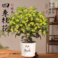 Премиальный четырехсезонный османтус + перспективный горшок на будущее (45см-60см) [Цветение во все сезоны]