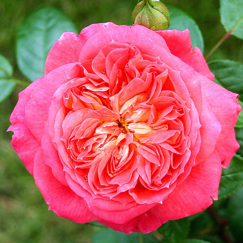 虹越进口德国灌木月季(玫瑰)红心皇后6l盆栽苗入门抗病