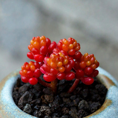 红色浆果群生多头多肉植物韩国进口多肉室内萌肉肉盆栽云南花陌派