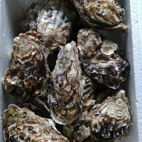 威海乳山牡蛎生蚝海蛎子活海鲜 这是10斤的价格顺丰快递