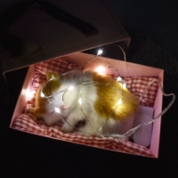 Маленькие трубы будут называться подарочная коробка с желтой кошкой струны