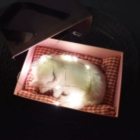 Маленькие трубы будут называться персидская кошачья подарочная коробка для световой коробки