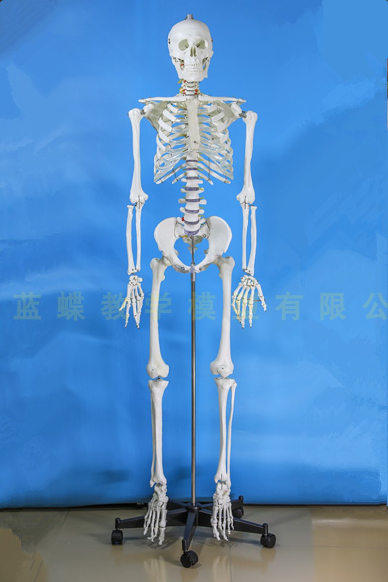 等身大人体骨格模型　坂本モデル 等身大人体骨格模型 坂本モデル