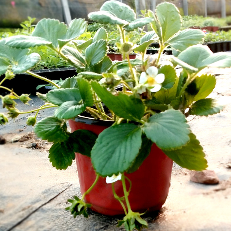 盆栽草莓苗有机脱毒四季播水果果蔬草莓秧苗寿光蔬菜农家进口章姬