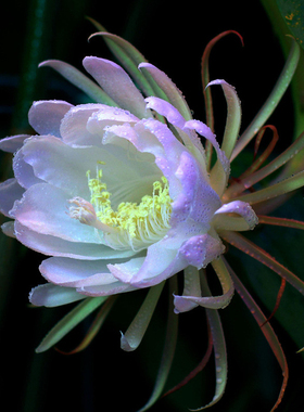 爱逛街为您找到种子盆栽花卉相关的宝贝,您可以在下面