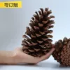 Товары от 专注鲜花保鲜