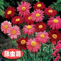 100 таблеток пиретры [купить 2 получить 1 бесплатно]